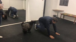 Обалдеть... Какие Трюки Показывает Собака Керри блю терьер!