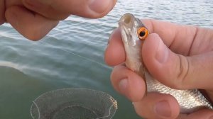 РЫБАЛКА НА ПОПЛАВОК Топ НАСАДКА ДЛЯ ЛОВЛИ ПЛОТВЫ на поплавочную удочку ЭКСПЕРИМЕНТ с насадками