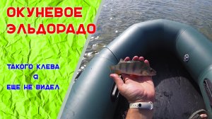 Окуневое ЭЛЬДОРАДО! Рыбалка на спиннинг. Такого клева я еще не видел.