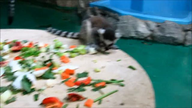 Лемуры кушают витамины. 5.11.19 г. смотреть онлайн