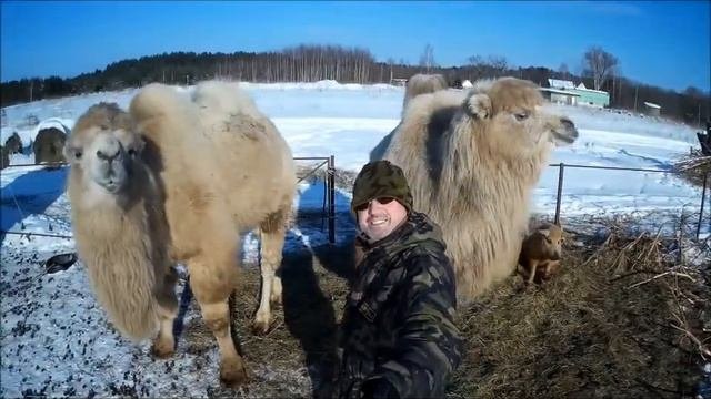 Верблюды в Тверской области в сильные морозы