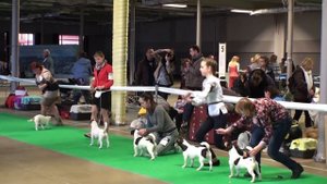 Выставка собак Кубок Лева 2017. Моно Джек Рассел Терьеров. Кобели юниоры.