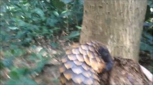 Black bellied Pangolin feeding