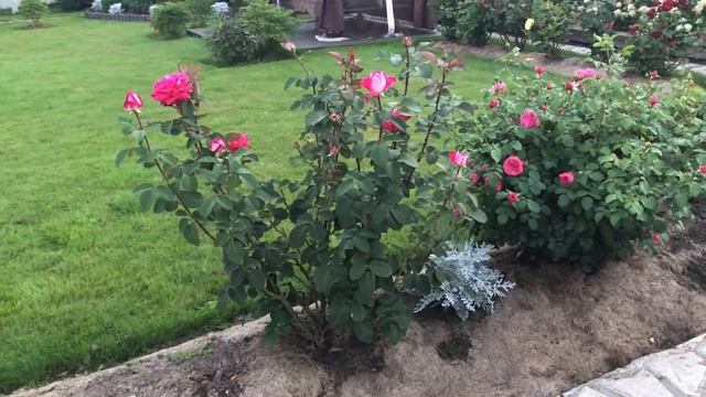 Роза Acapella (Акапелла). смотреть онлайн