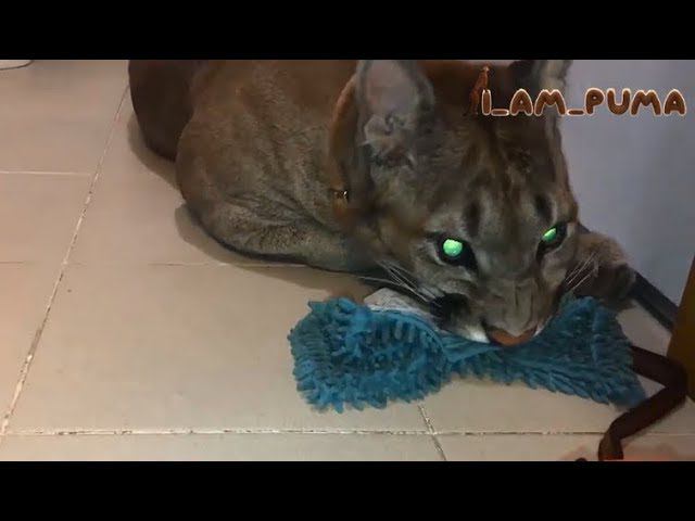 Клининговая компания Пумы Месси;) Cleaning company Cougar Messi ;)