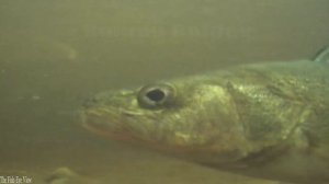 Рыбалка? Топ САМЫЕ ЗРЕЛИЩНЫЕ АТАКИ Больших Гигантских ЩУК , Судаков на приманки? Подводная съёмка