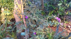 Тунбергия прямостоячая (лат. Thunbergia erecta), Ботанический сад Орхус, Дания. 1 ноя 21 и 6 окт 23