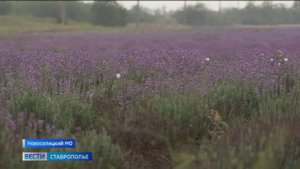 На Ставрополье начался сбор лаванды