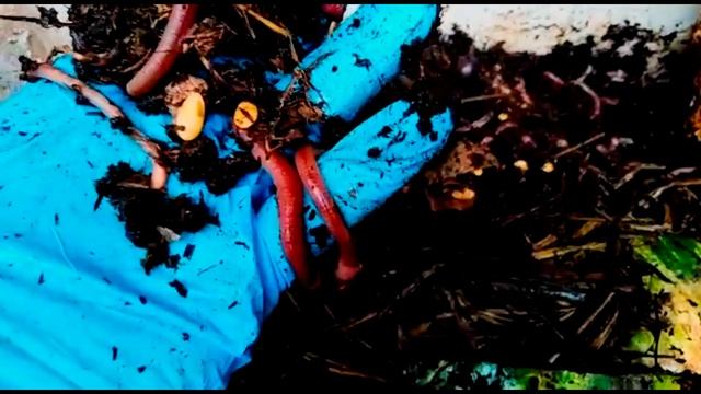 ПАН56 Правильное разведение Дендробены Винета. А.В делиться своим опытом. смотреть онлайн