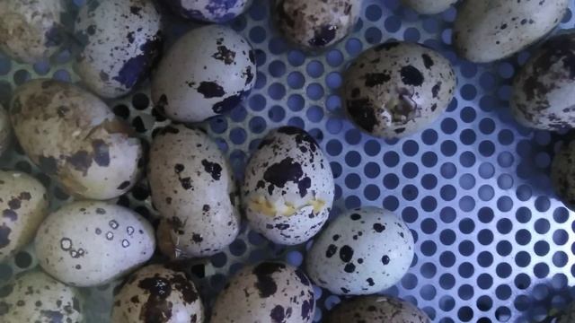 Инкубация перепелиного яйца. Инкубатор OVO 78. смотреть онлайн