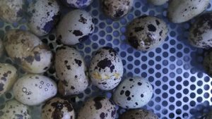 Инкубация перепелиного яйца. Инкубатор OVO 78.