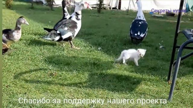 кто в доме хозяин? #котики #домашнееживотное #усадьбараковская