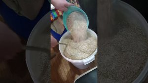 Делаю Бурбон из кукурузной крупы на Кодзи