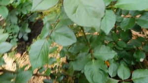 Спасти розы! Переувлажнение,  загущенность кустов роз! Как помочь розам?