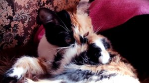 Почему у котенка слезятся глаза?