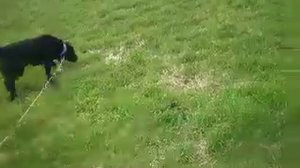 ralf  con su feriado largo