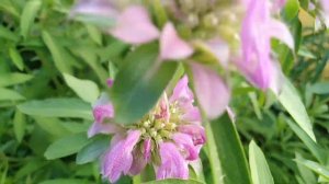 Монарда лимонная Вкус бергамота.