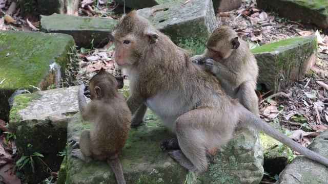 Wild Monkey Video 2023, Little Cute Monkey