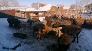 Топ 5 Выгодных животных для разведения в деревне