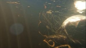 Поймать рыбу во вторую воду #4 Первые радости и огорчения