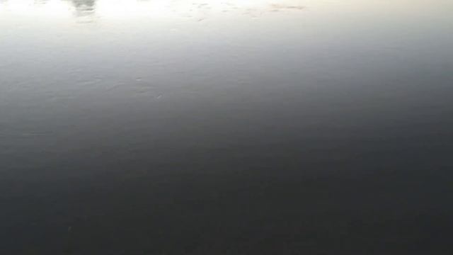 Рыбалка днем в жару. Ловля на донки с берега. Зачетная чехонь.