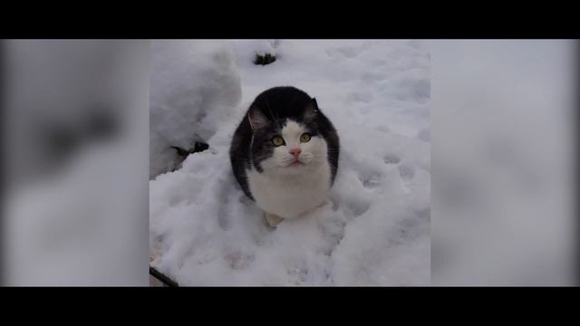 ЛГОО ПОМОЩЬ БЕЗДОМНЫМ ЖИВОТНЫМ ГОРОДА ЛЫСЬВЫ