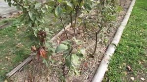 Осень 2015. Пересадка колонновидных яблонь...