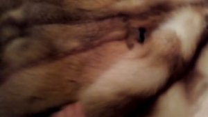 ВЫДЕЛКА ШКУРЫ ЛИСЫ. ЧАСТЬ 12 Результат!!!