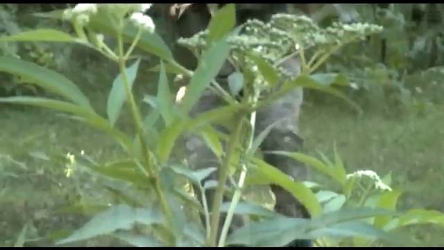 Բանակում/Banakum – 2/1 смотреть онлайн