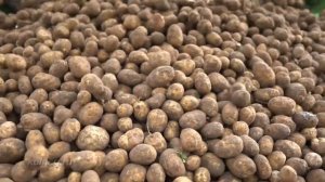 Техника для уборки урожая картофеля популярная в Европе, как собирают картошку на западе.mp4