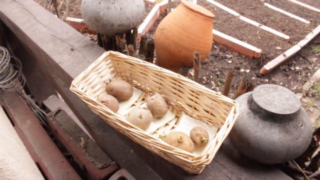 Честно о выращивание картошки в мешках.Хороший урожай Миф или Реальность. смотреть онлайн