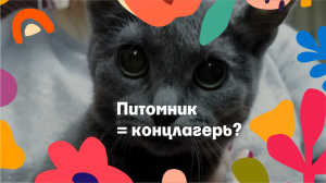 Изъяли породистых русских голубых кошек у "плодилки"