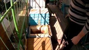 Как правильно покупать пчел. Покупка пчелопакетов, пчелосемей.