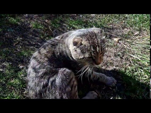 Мой кот ,Феликс!