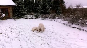 Алабай против алабая. Бой алабаев!!!