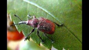 Окружающий мир 2 класс ч 2, Перспектива, с 90 93, тема урока 'Невидимые нити в весеннем лесу'