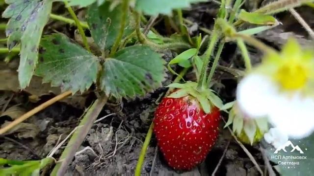 Ремонтантная клубника ягоды до морозов ! Клубника Елизаветта ягоды осенью!