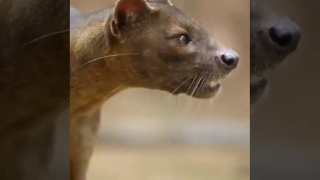 Фосса.и животные имеют привычку убивать куда больше добычи, чем могут съесть. смотреть онлайн