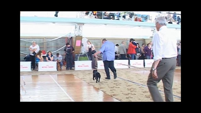 Национальная выставка стаффордширских бультерьеров 8.06.13, г Новосибирск смотреть онлайн