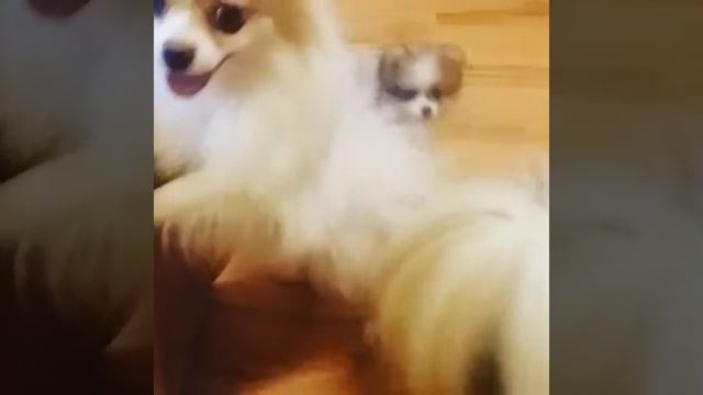 Шпиц патиколор . 2 мес. смотреть онлайн