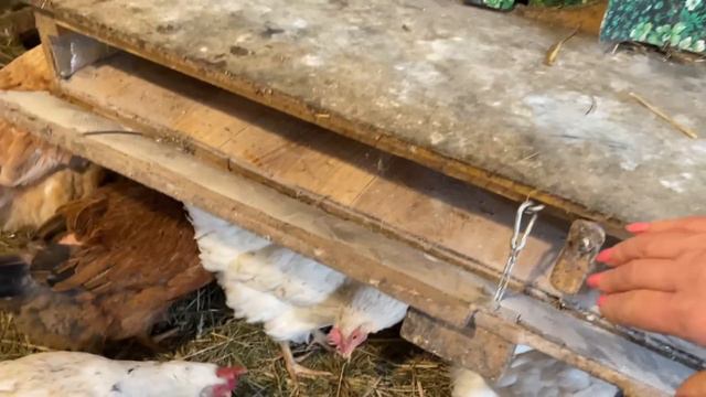 КУРЫ не любят перемены Отличие зимнего кормления от летнего