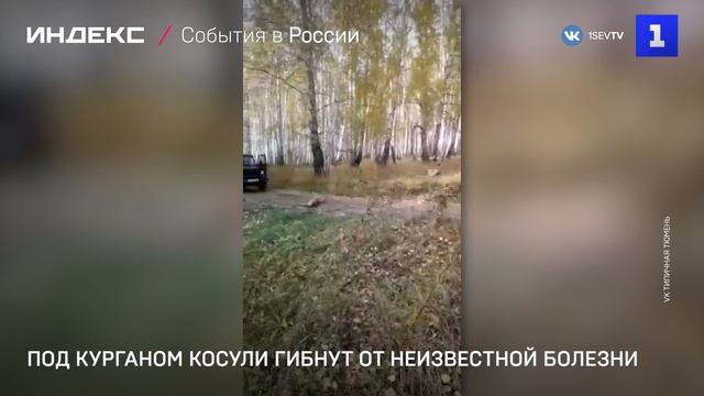 Под Курганом косули гибнут от неизвестной болезни