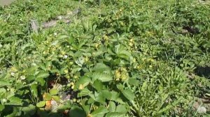 Вайбрант не перестает удивлять, очень урожайный сорт клубники