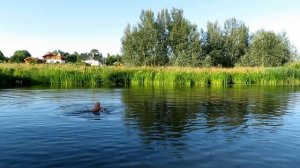 2016-08-02 Суздаль. Утро. Речка Каменка. Владимир ОПЕН