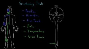 Somatosensory tracts | Organ Systems | MCAT | Khan Academy