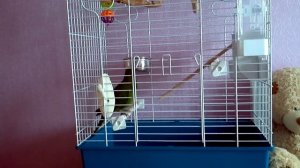 Какарики Итан кричит