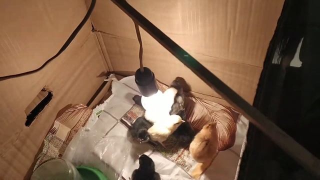 ВЫЛУПЛЕНИЕ ЦЫПЛЯТ ОТ А до Я ИТОГИ процесс вылупления  условия и температура