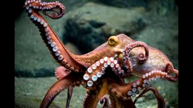 ✔Факты о мозге человека.✨??? смотреть онлайн