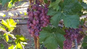 Понравилась форма винограда Малиновый Звон ,автор Калугин В.М  на 17 сентября 2021 год