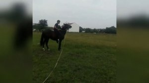 Цыганские лошади 2016 г.